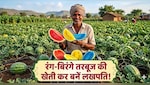 खेती में भी है खूब पैसा! इस किसाने ने लाल, नीले, पीले तरबूज उगाकर की 6.5 लाख रुपये प्रति एकड़ की कमाई, जान लें तकनीक