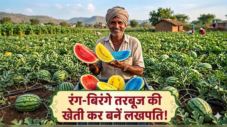 Agriculture Special: खेती में भी है खूब पैसा! इस किसाने ने लाल, नीले, पीले तरबूज उगाकर की 6.5 लाख रुपये प्रति एकड़ की कमाई, जान लें क्या है तकनीक