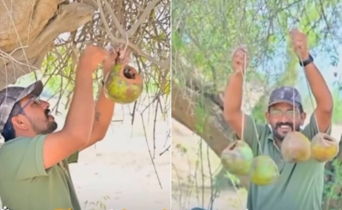 50°C की आग में भी ठंडा आशियाना! ‘ग्रीन मैन’ का नारियल जुगाड़ तपती गर्मी में ऐसे बचा रहा है परिंदों की जान