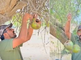 50&deg;C की आग में भी ठंडा आशियाना! &lsquo;ग्रीन मैन&rsquo; का नारियल जुगाड़ तपती गर्मी में ऐसे बचा रहा है परिंदों की जान