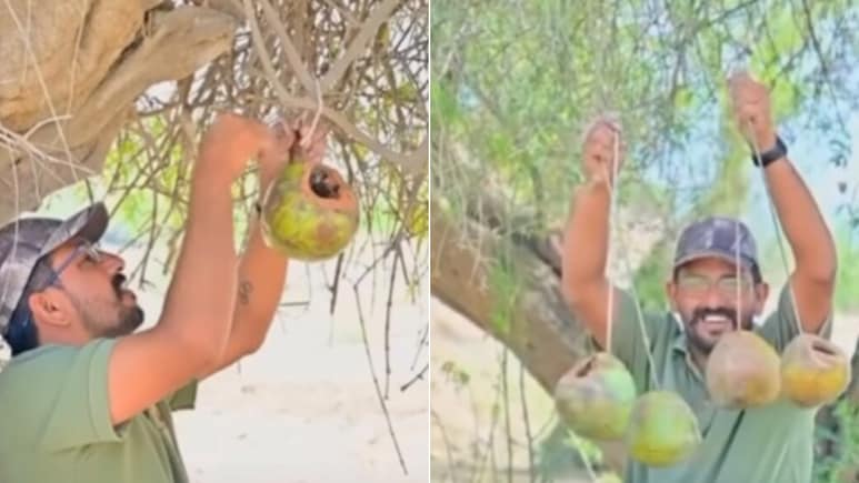 50&deg;C की आग में भी ठंडा आशियाना! &lsquo;ग्रीन मैन&rsquo; का नारियल जुगाड़ तपती गर्मी में ऐसे बचा रहा है परिंदों की जान