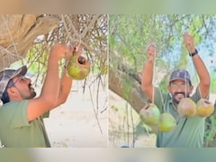 50°C की आग में भी ठंडा आशियाना! ‘ग्रीन मैन’ का नारियल जुगाड़ तपती गर्मी में ऐसे बचा रहा है परिंदों की जान