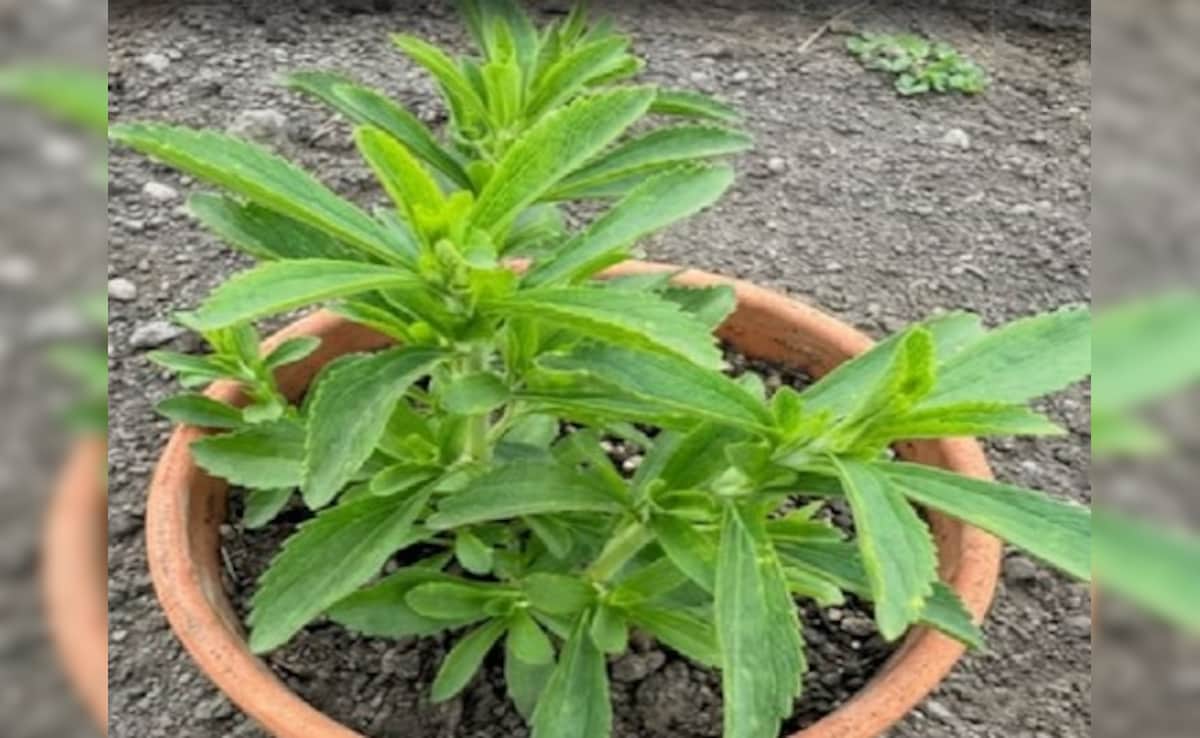 दांतों को सड़ने और कैविटी से बचाने में मददगार है ये छोटा सा हरा पौधा, इन 6 लोगों के लिए वरदान से कम नहीं