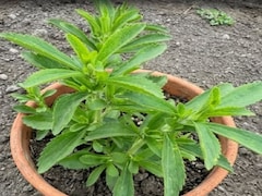 दांतों को सड़ने और कैविटी से बचाने में मददगार है ये छोटा सा हरा पौधा, इन 6 लोगों के लिए वरदान से कम नहीं