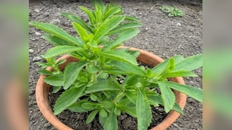 दांतों को सड़ने और कैविटी से बचाने में मददगार है ये छोटा सा हरा पौधा, इन 6 लोगों के लिए वरदान से कम नहीं