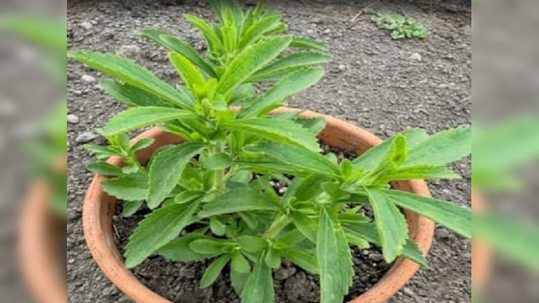 दांतों को सड़ने और कैविटी से बचाने में मददगार है ये छोटा सा हरा पौधा, इन 6 लोगों के लिए वरदान से कम नहीं