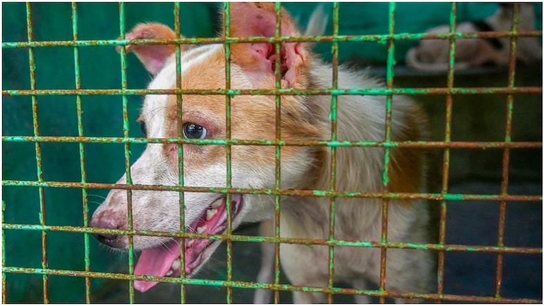 आवारा कुत्तों की शिकायत कैसे और कहां करें? राजस्थान में एक साल में दोगुने हुए काटने के मामले