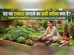 न बीज खरीदना होगा, न खाद की टेंशन, जानें बिना एक रुपए लगाए घर में टमाटर कैसे उगाएं?