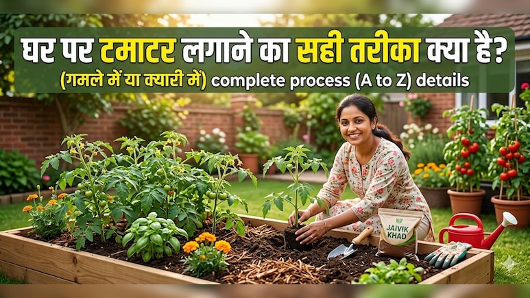 न बीज खरीदना होगा, न खाद की टेंशन, जानें बिना एक रुपए लगाए घर में टमाटर कैसे उगाएं?