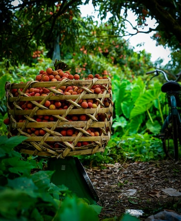Benefits Of Eating Litchi In Summer