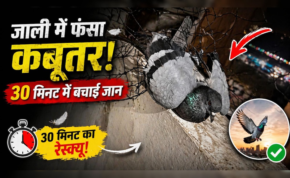 कबूतरों को रोकने के लिए बालकनी में लगाई जाली, दूसरे दिन उसी में फंस गया... ऐसे बचाई जिंदगी - 30 मिनट के रेस्क्यू की कहानी