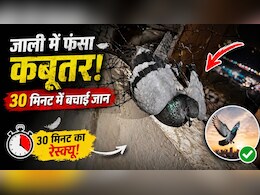 कबूतरों को रोकने के लिए बालकनी में लगाई जाली, दूसरे दिन उसी में फंस गया... ऐसे बचाई जिंदगी - 30 मिनट के रेस्क्यू की कहानी