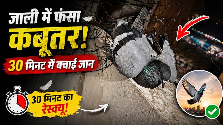 कबूतरों को रोकने के लिए बालकनी में लगाई जाली, दूसरे दिन उसी में फंस गया... ऐसे बचाई जिंदगी - 30 मिनट के रेस्क्यू की कहानी