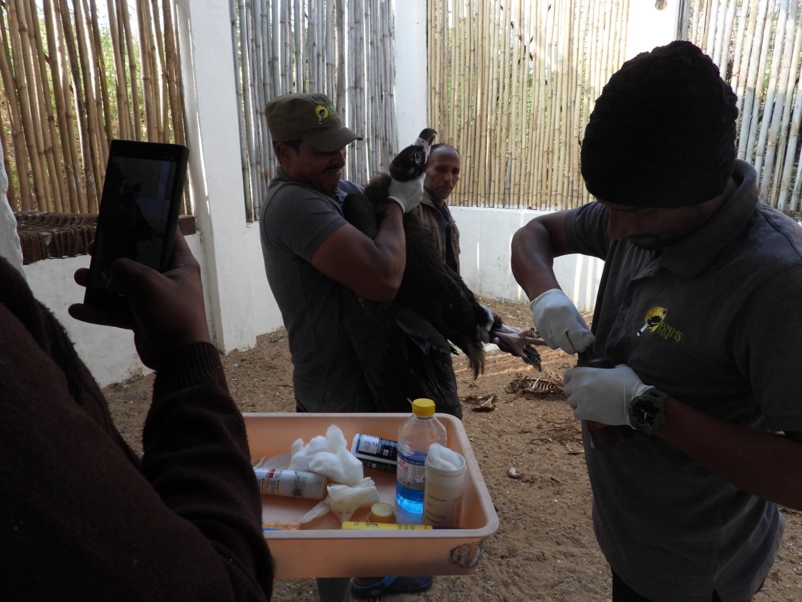 bhopal vulture reaches pakistan from halali dam gps tracking wwf india news