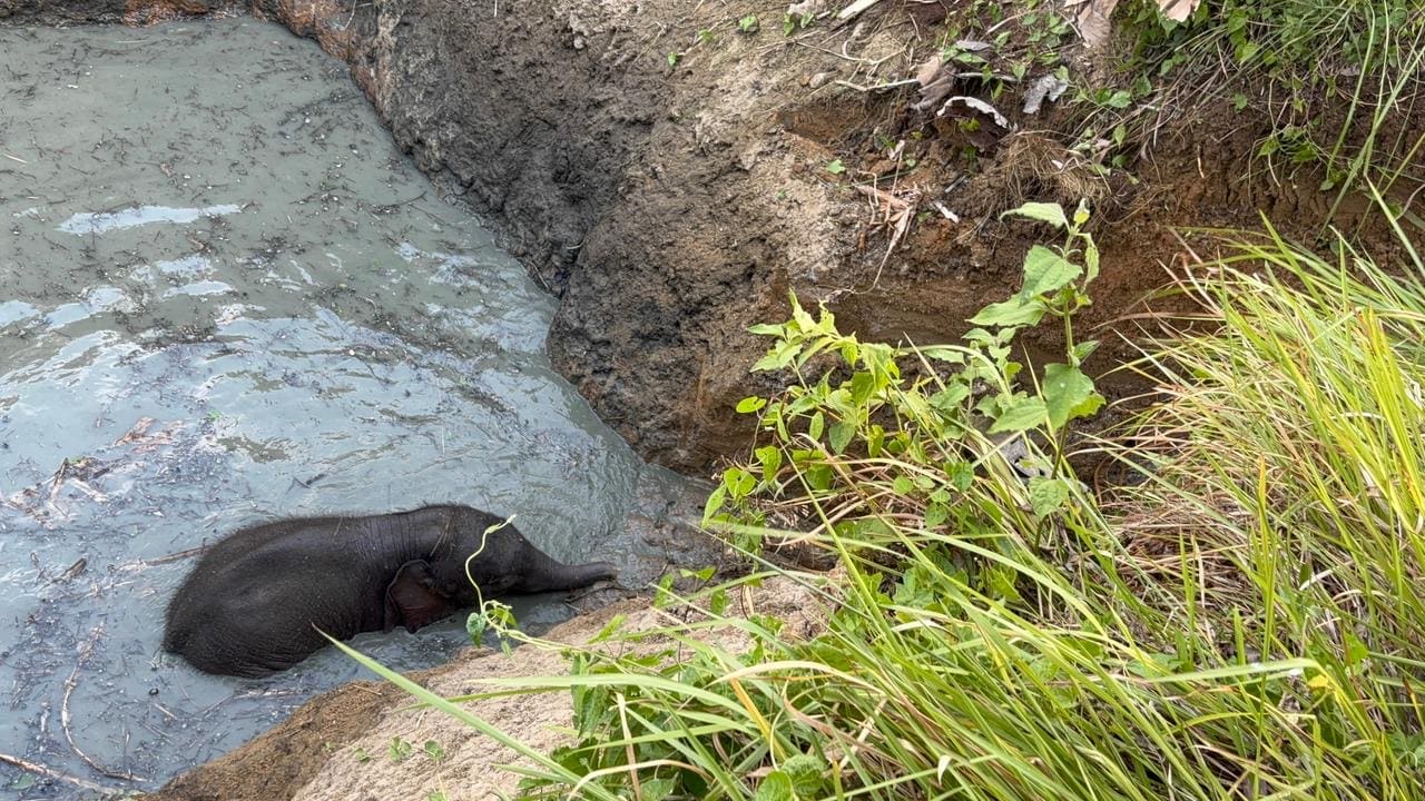 खुले कुएं में फंसा असहाय नन्हा जम्बो