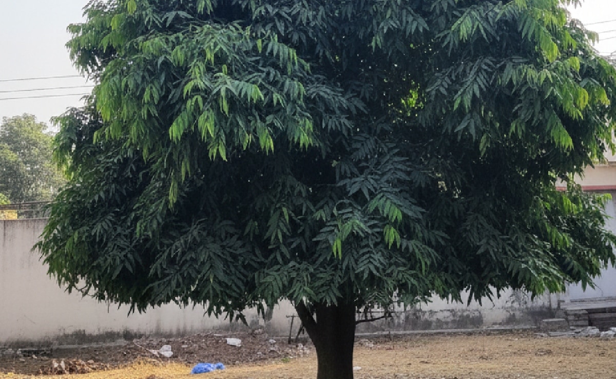 अशोक: वह पौधा जहां शोक नहीं टिकता, घर की इस दिशा में लगाना होता है शुभ