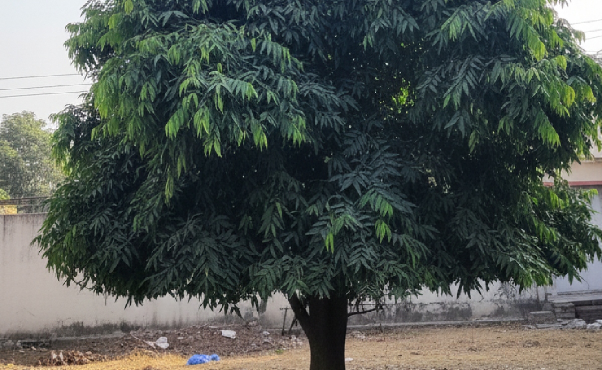 अशोक: वह पौधा जहां शोक नहीं टिकता, घर की इस दिशा में लगाना होता है शुभ