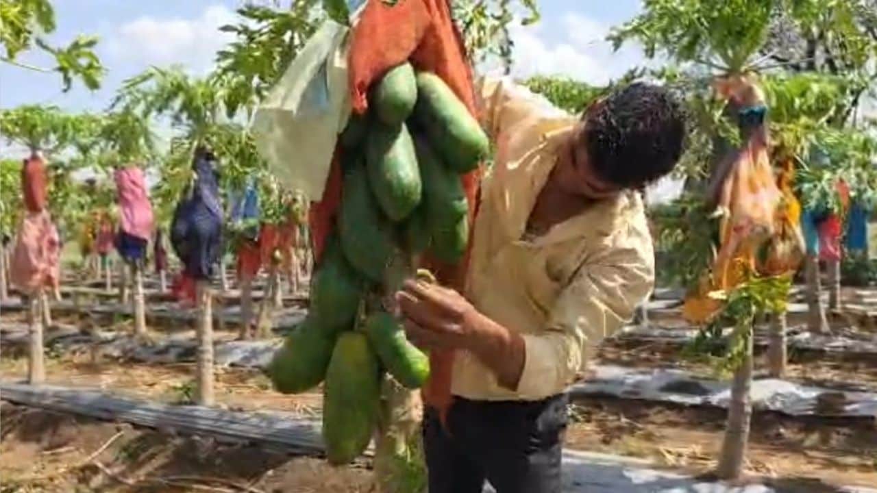 Papaya Farming: 
