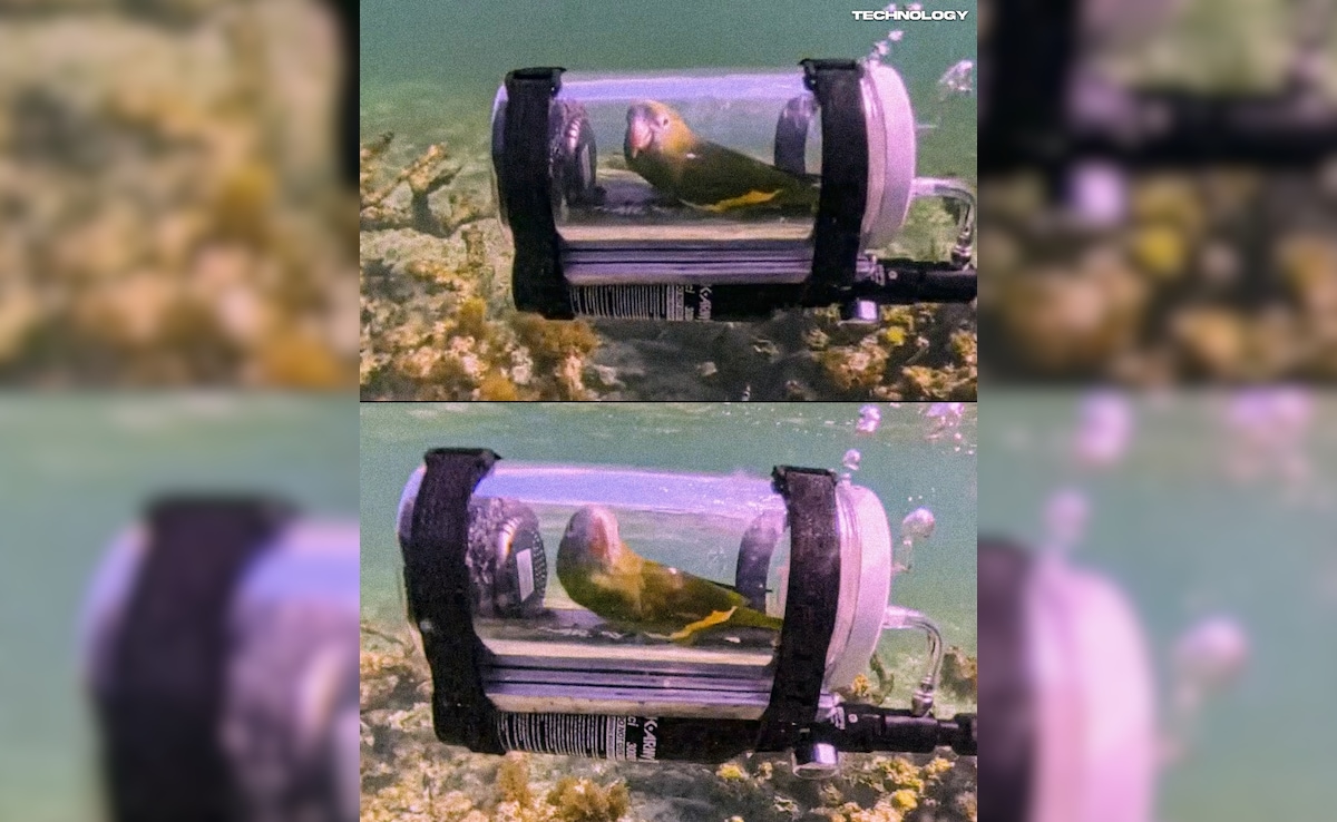 Latest and Breaking News on NDTV