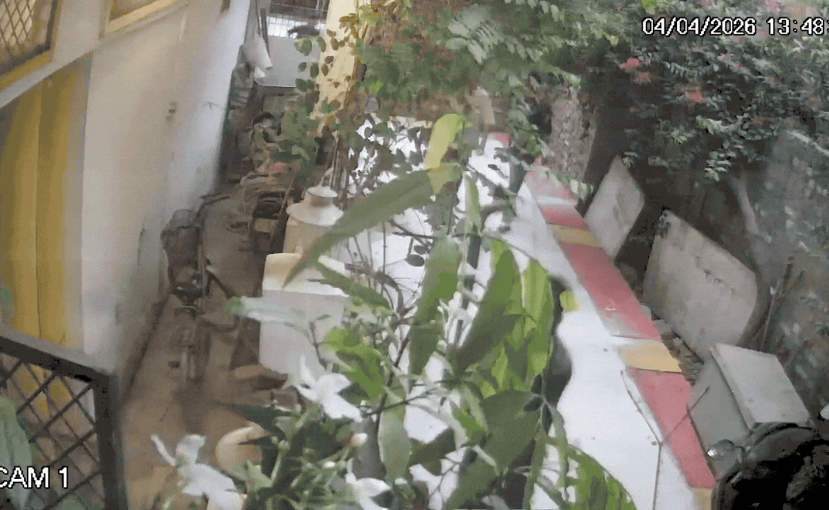 चाइनीज मांझे से गर्दन कटी... विरोध करने पर पड़ोसियों ने किया हमला, जमकर चले हॉकी-डंडे