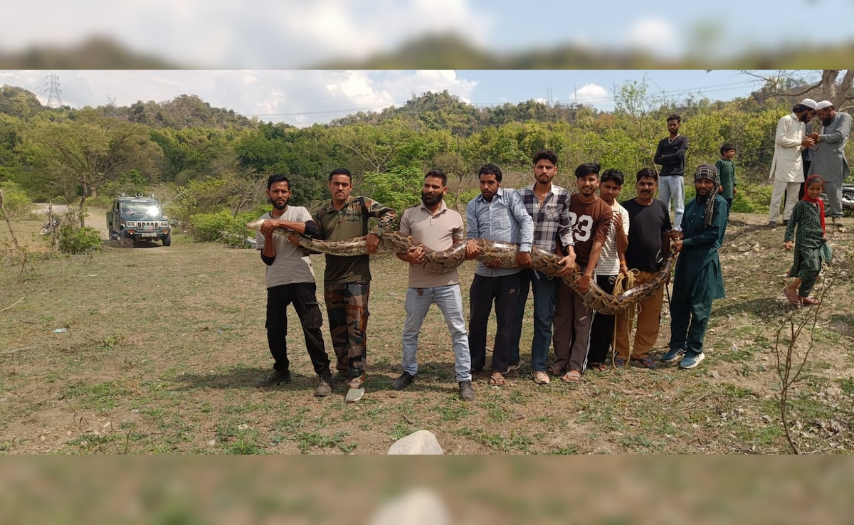 नाले में फंसा 14 फीट लंबा 55 किलो का अजगर, देख लोगों की फटी रह गई आंखें