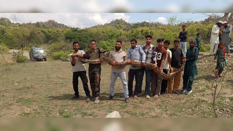 नाले में फंसा 14 फीट लंबा 55 किलो का अजगर, देख लोगों की फटी रह गई आंखें