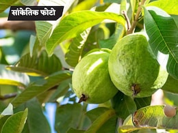 इसने मेरे अमरूद तोड़े हैं...मासूम चिल्लाती रही-अंकल बचा लो, घर में बांधकर पीटता रहा पूर्व सैनिक, VIDEO