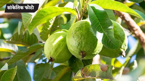 इसने मेरे अमरूद तोड़े हैं...मासूम चिल्लाती रही-अंकल बचा लो, घर में बांधकर पीटता रहा पूर्व सैनिक