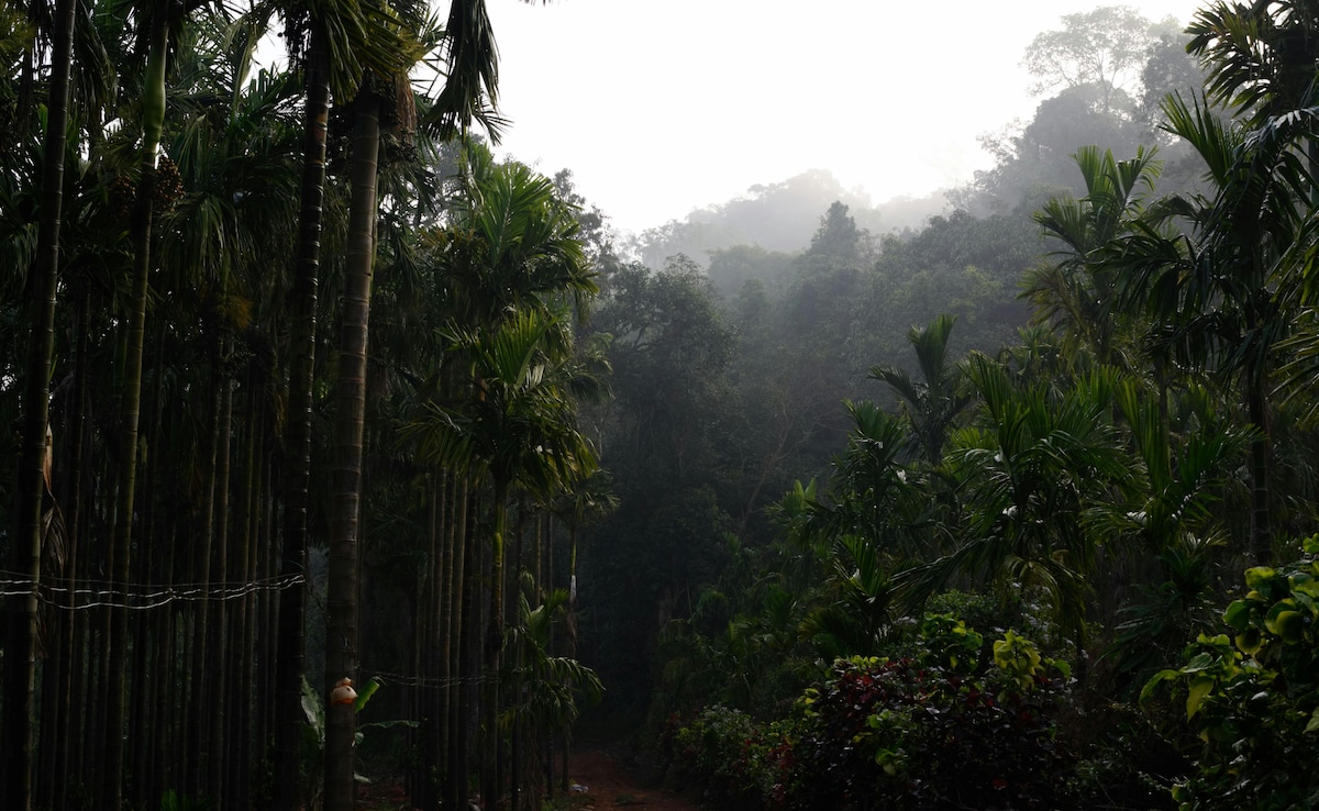 India has developed a distinctive cultivation method: shade-grown coffee. Photo: Unsplash