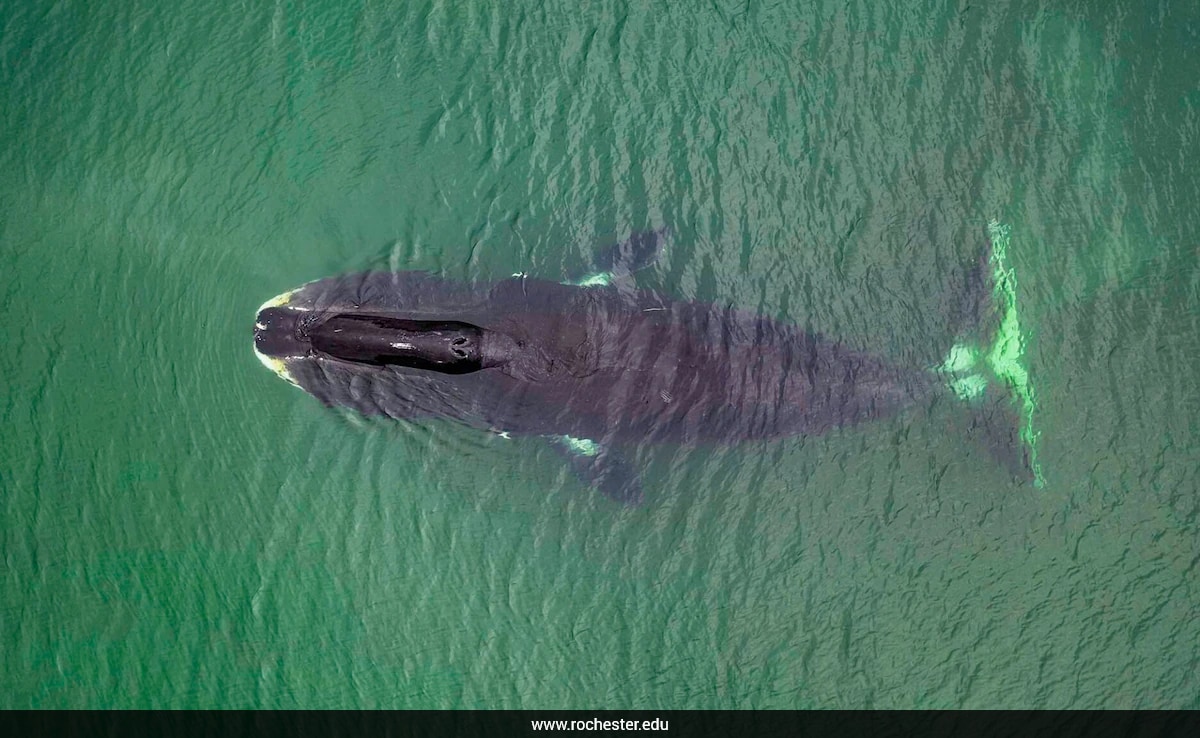 The Art of Baking: From Classic Bread to Artisan Pastries