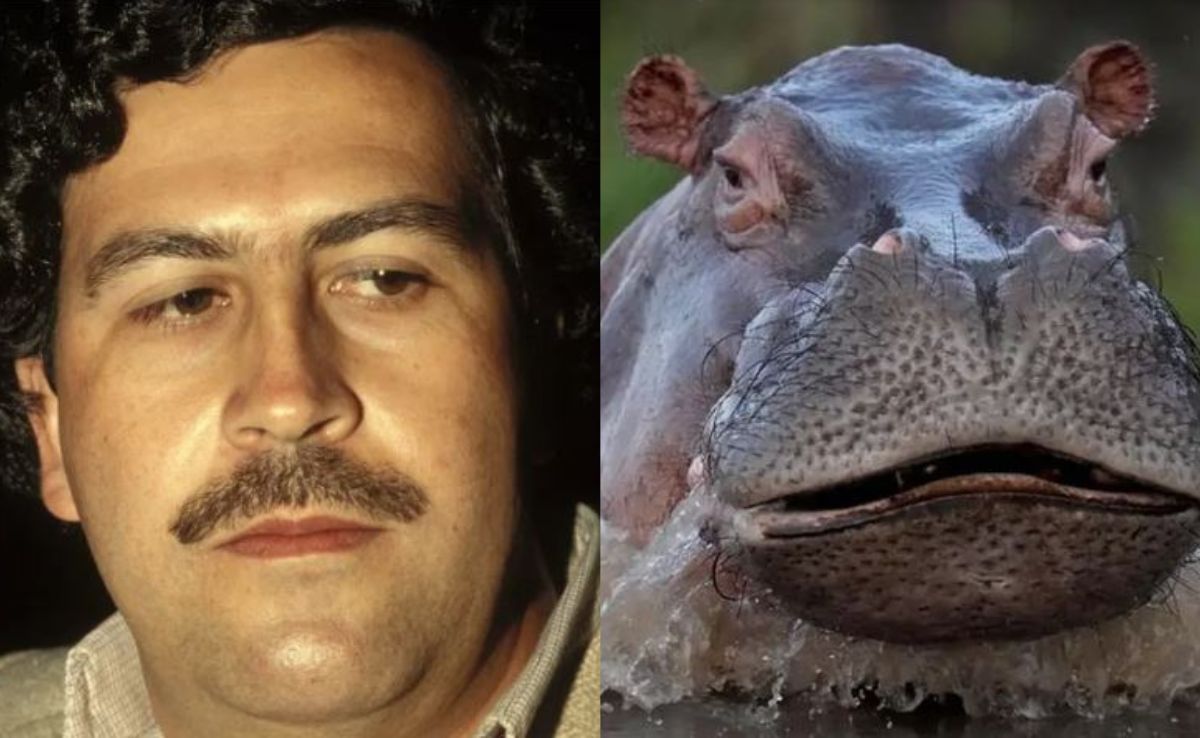 कोलंबिया में ड्रग लॉर्ड पाब्लो एस्कोबार के दरियाई घोड़ों ने कैसे सरकार की नाक में दम किया?