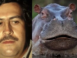 कोलंबिया में ड्रग लॉर्ड पाब्लो एस्कोबार के दरियाई घोड़ों ने कैसे सरकार की नाक में दम किया?