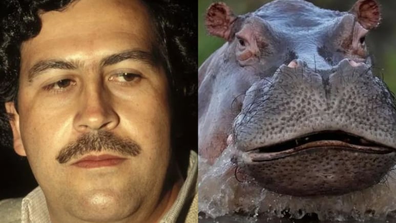 कोलंबिया में ड्रग लॉर्ड पाब्लो एस्कोबार के दरियाई घोड़ों ने कैसे सरकार की नाक में दम किया?