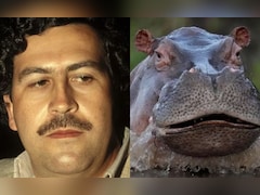 कोलंबिया में ड्रग लॉर्ड पाब्लो एस्कोबार के दरियाई घोड़ों ने कैसे सरकार की नाक में दम किया?