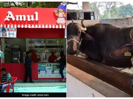 दूध का रेट बढ़ाने के बाद अमूल का बड़ा ऐलान, किसानों को फैट पर 10 रुपये ज्यादा मिलेगा, नया रेट 1 जून से लागू