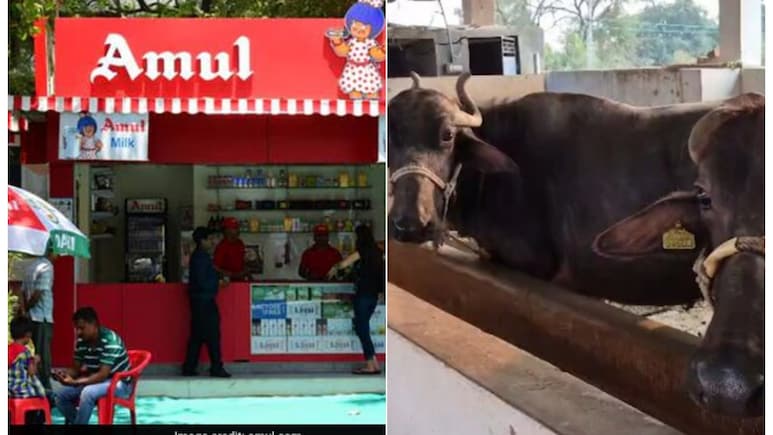 दूध का रेट बढ़ाने के बाद अमूल का बड़ा ऐलान, किसानों को फैट पर 10 रुपये ज्यादा मिलेगा, नया रेट 1 जून से लागू