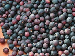 Falsa, The Purple Summer Fruit You See For Weeks Before It Disappears