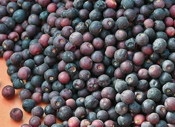 Falsa, The Purple Summer Fruit You See For Weeks Before It Disappears
