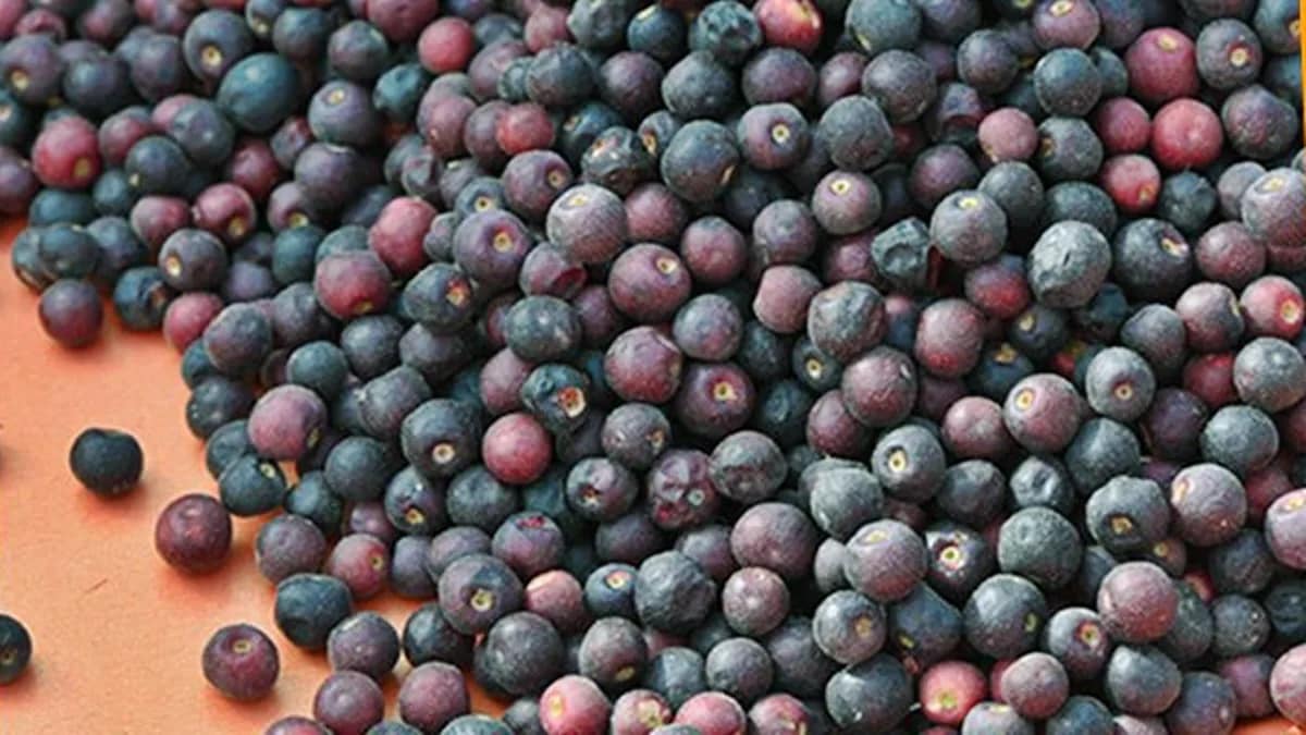 Falsa, The Purple Summer Fruit You See For Weeks Before It Disappears