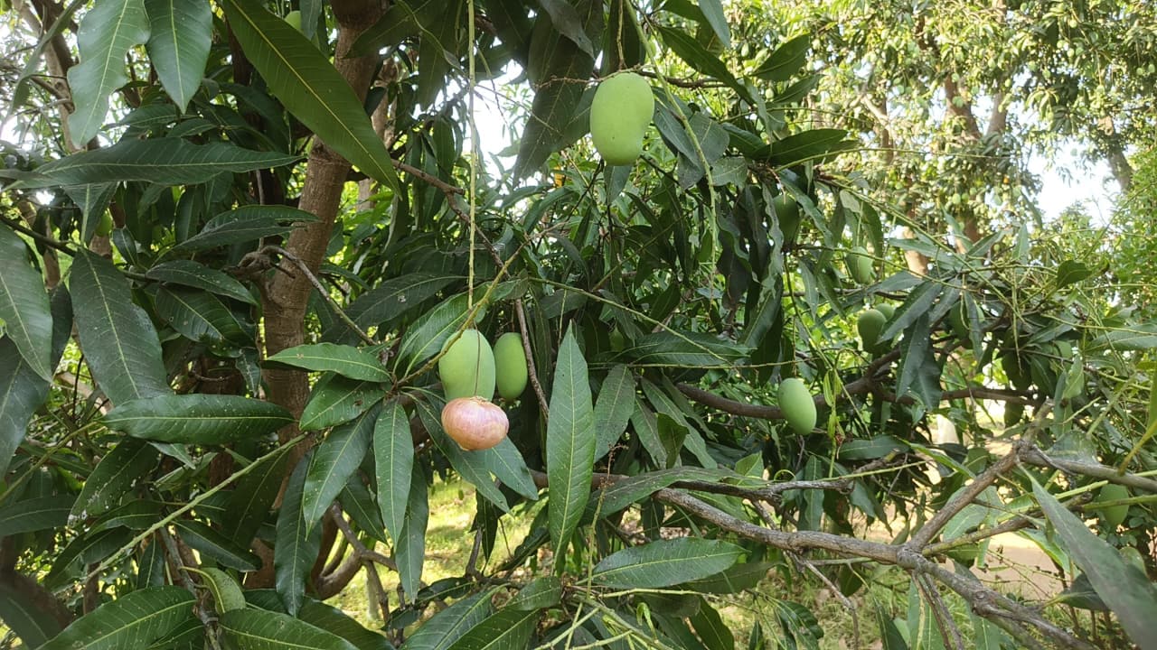 Mango Conservation: Farmers in Narmadapuram Adopt Traditional Onion Method.