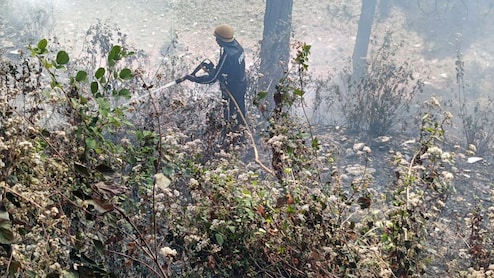 उत्तराखंड में 'फॉरेस्ट फायर' का तांडव... 93 दिनों में 295 जगह धधके जंगल, 239 हेक्टेयर इलाका खाक