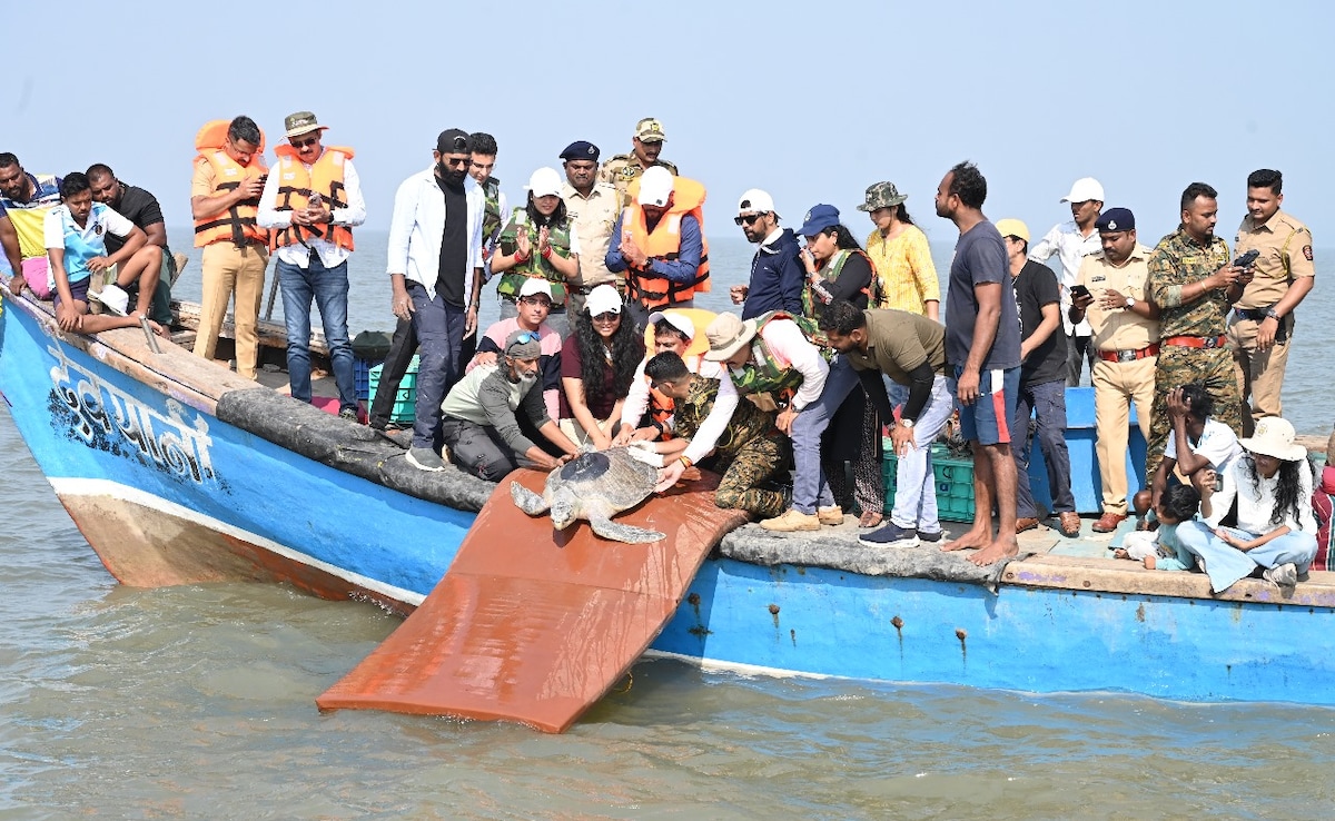 भारत के डहाणू से ओमान तक 4000 किमी का सफर, सैटेलाइट टैगिंग वाली देश की पहली मादा कछुए ने रचा इतिहास
