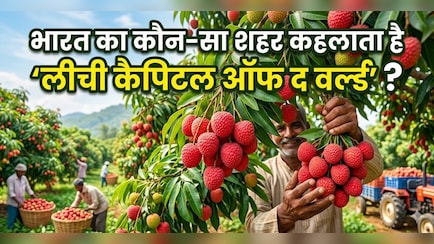 लीची सीजन में जान लें ये खास बात, भारत का कौन सा शहर कहलाता है 'लीची कैपिटल'