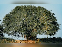 पेड़ों का राजा कौन: किसे कहा जाता है King of trees