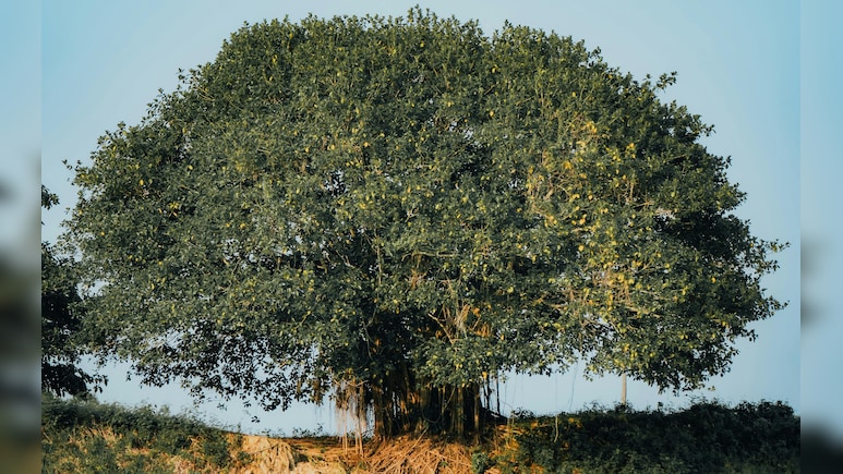 पेड़ों का राजा कौन: किसे कहा जाता है King of trees