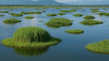 Which Is India's Only Floating National Park?
