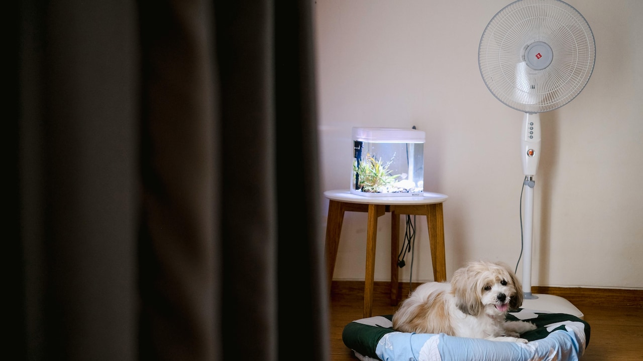 Dog Beds Smelling Quickly? Easy Fixes That Work