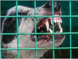 राजस्थान: 30 दिन में 3 हजार लोग बने आवारा कुत्तों के शिकार, बूंदी में तड़प-तड़प कर मर गई 10 साल की बच्ची