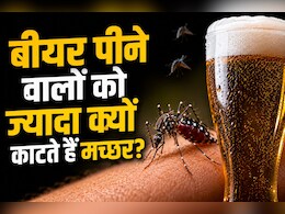 बीयर पीते ही बन जाते हैं मच्छरों के फेवरेट! रिसर्च में हुआ बड़ा खुलासा, पार्टी के बाद क्यों ज्यादा काटते हैं Mosquitoes?