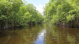 Court Approves Mangrove Trees Cutting For Vadhvan Port Project In Maharashtra